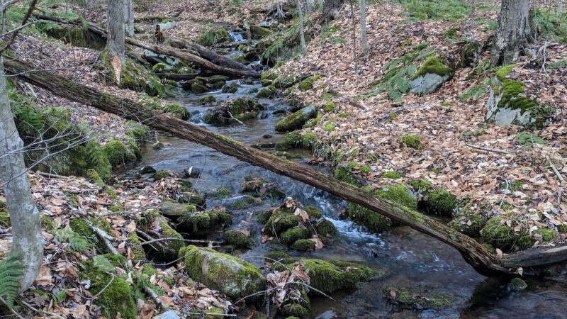 State Game Lands Number 61 - Port Allegany, PA