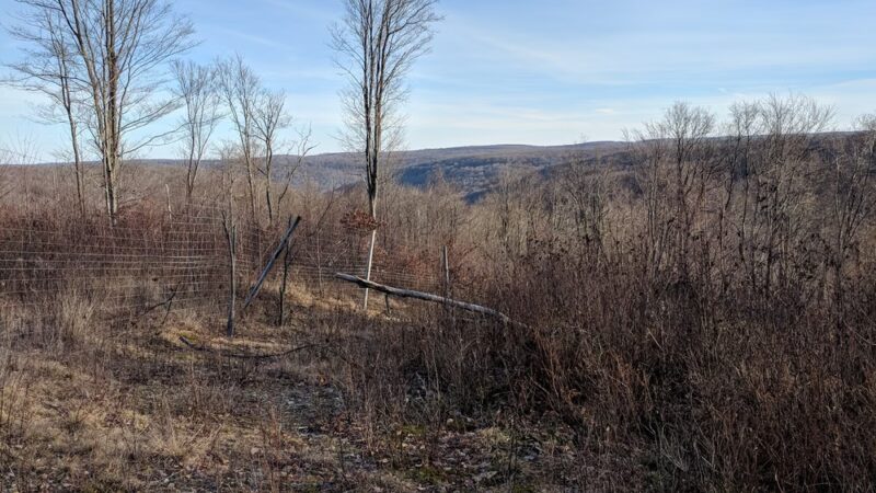 State Game Lands Number 61 - Port Allegany, PA