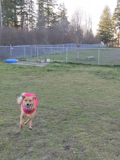 Port Angeles Dog Park - Port Angeles, WA