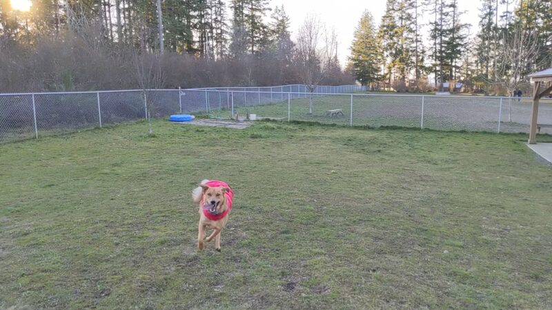 Port Angeles Dog Park - Port Angeles, WA