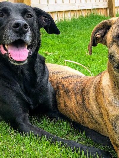 Digman Canine Academy - Port Matilda, PA