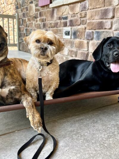 Digman Canine Academy - Port Matilda, PA