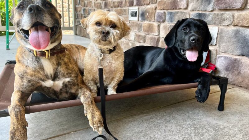 Digman Canine Academy - Port Matilda, PA