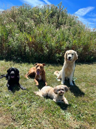 Digman Canine Academy - Port Matilda, PA
