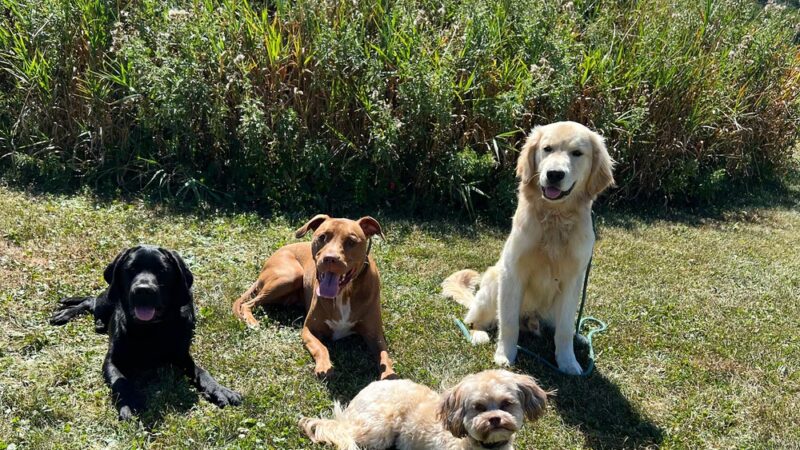 Digman Canine Academy - Port Matilda, PA