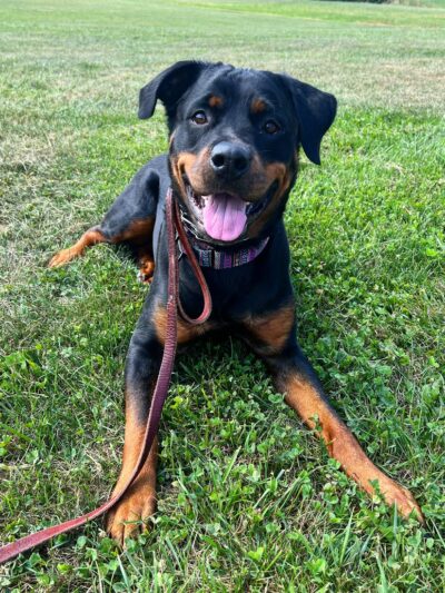 Digman Canine Academy - Port Matilda, PA