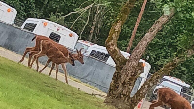 Veterans Memorial Park - Port Orchard, WA
