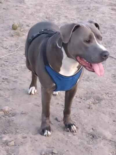 Mountain View Dog Park - Port Townsend, WA