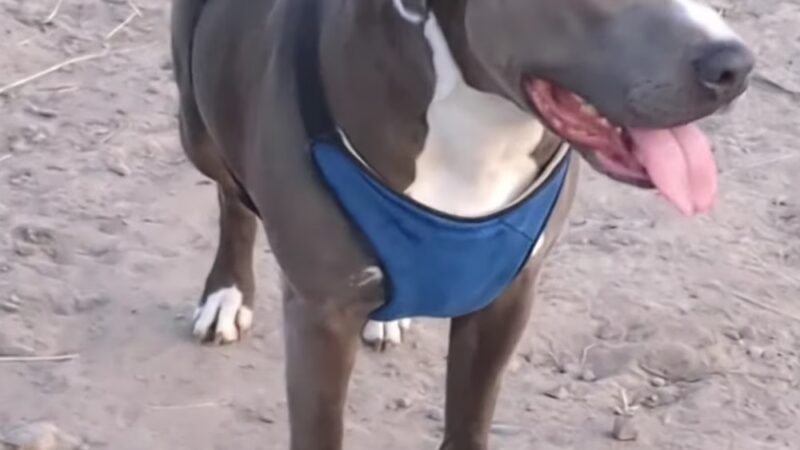 Mountain View Dog Park - Port Townsend, WA