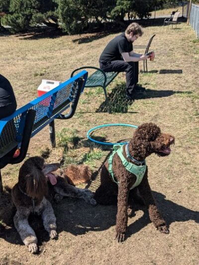 Mountain View Dog Park - Port Townsend, WA