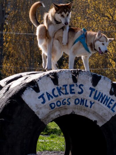 Mountain View Dog Park - Port Townsend, WA