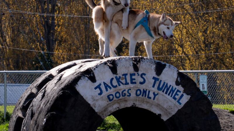 Mountain View Dog Park - Port Townsend, WA