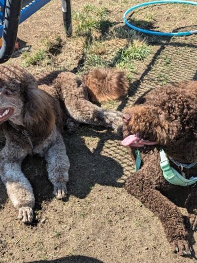 Mountain View Dog Park - Port Townsend, WA