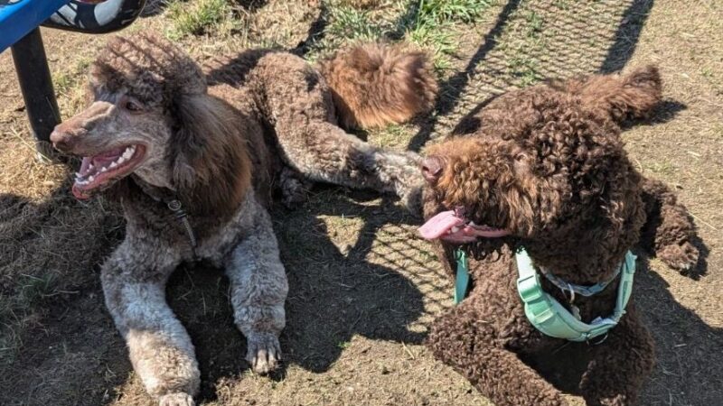 Mountain View Dog Park - Port Townsend, WA
