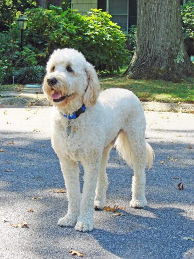 Alex Himel Certified Dog Trainer - Port Washington, NY