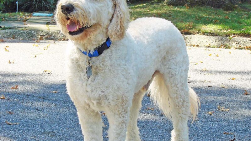 Alex Himel Certified Dog Trainer - Port Washington, NY