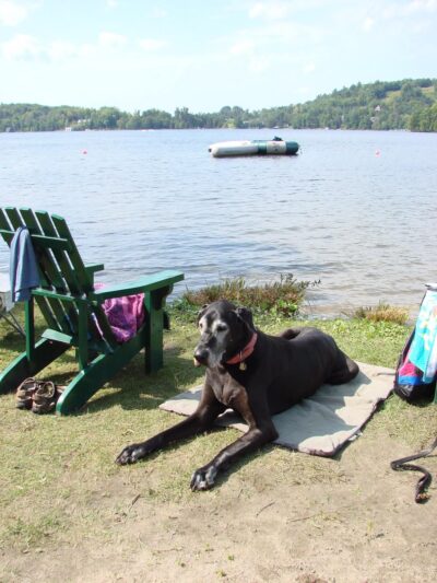 Alex Himel Certified Dog Trainer - Port Washington, NY