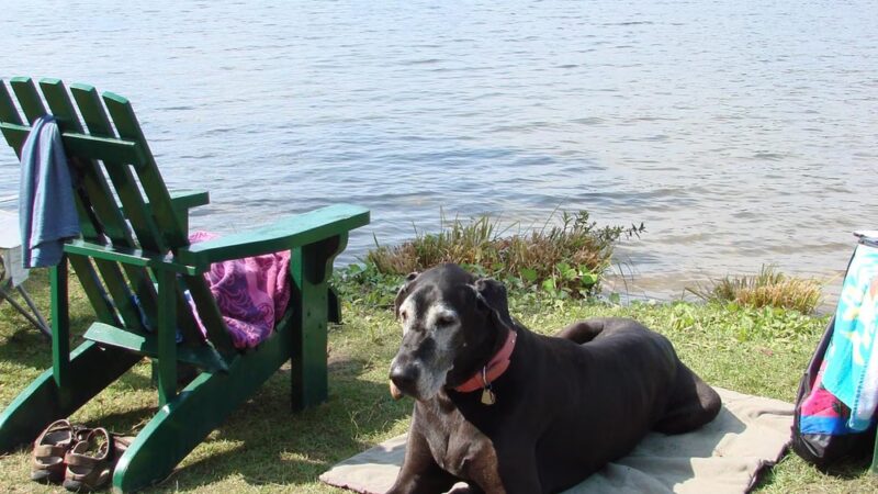 Alex Himel Certified Dog Trainer - Port Washington, NY