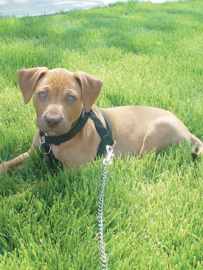 Alex Himel Certified Dog Trainer - Port Washington, NY