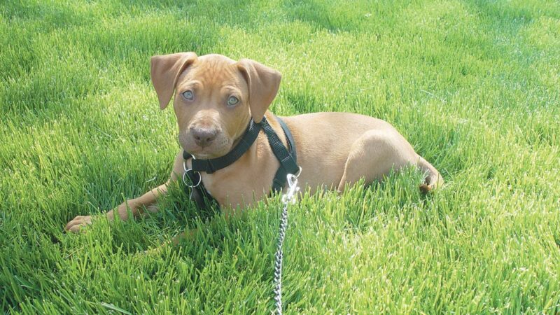 Alex Himel Certified Dog Trainer - Port Washington, NY