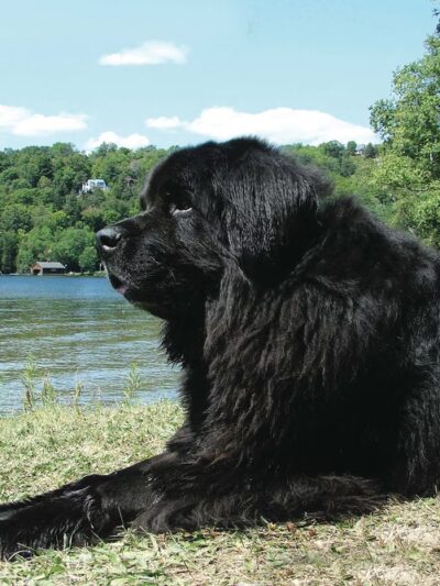 Alex Himel Certified Dog Trainer - Port Washington, NY