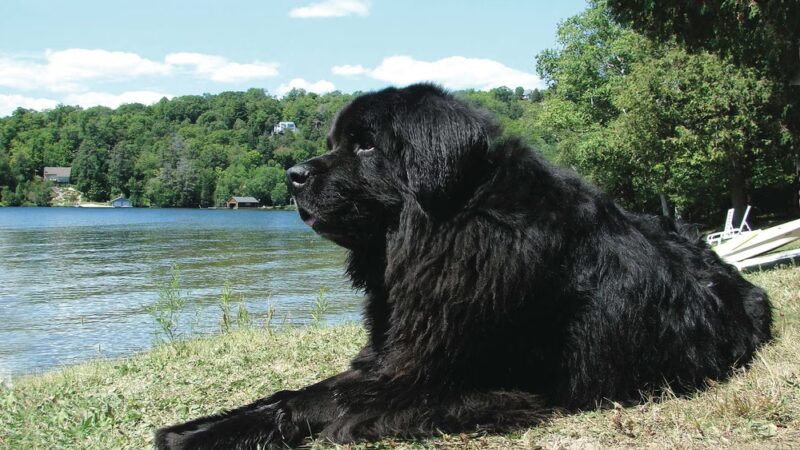 Alex Himel Certified Dog Trainer - Port Washington, NY