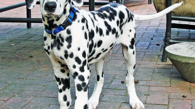 Alex Himel Certified Dog Trainer - Port Washington, NY