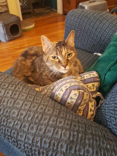 Feline Veterinary Hospital - Port Washington, NY