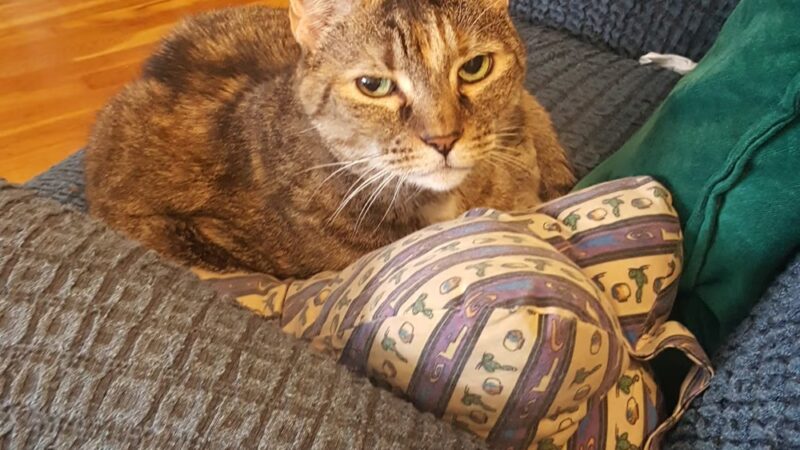 Feline Veterinary Hospital - Port Washington, NY
