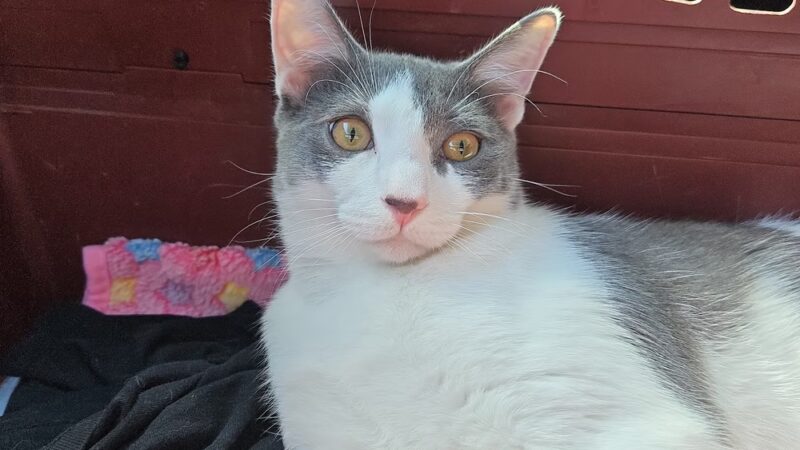 Feline Veterinary Hospital - Port Washington, NY