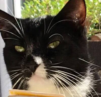 Feline Veterinary Hospital - Port Washington, NY