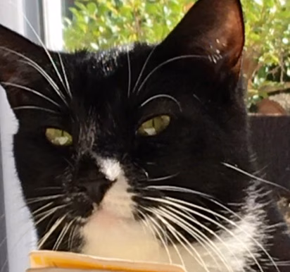 Feline Veterinary Hospital - Port Washington, NY