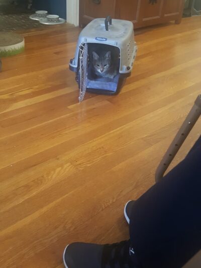 Feline Veterinary Hospital - Port Washington, NY