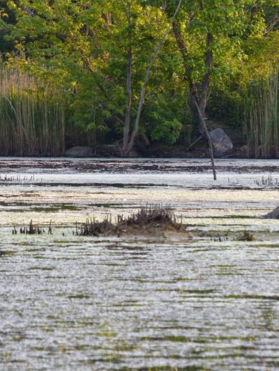 Hempstead Harbor Natural Area - Port Washington, NY