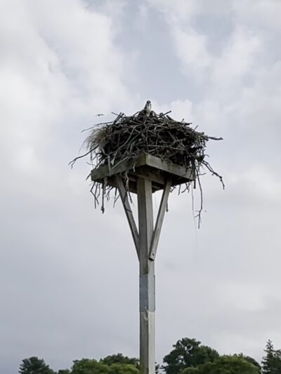 Leeds Pond Preserve - Port Washington, NY