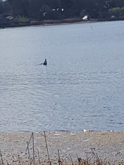 Leeds Pond Preserve - Port Washington, NY