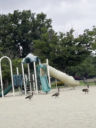 Manorhaven Beach Park & Pool - Port Washington, NY