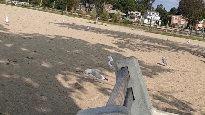 Manorhaven Town Park - Port Washington, NY