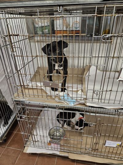 North Shore Animal League America - Port Washington, NY