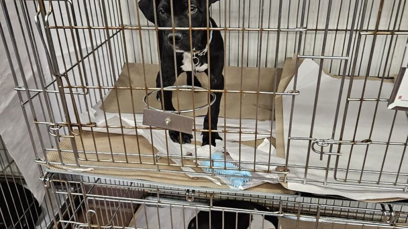 North Shore Animal League America - Port Washington, NY