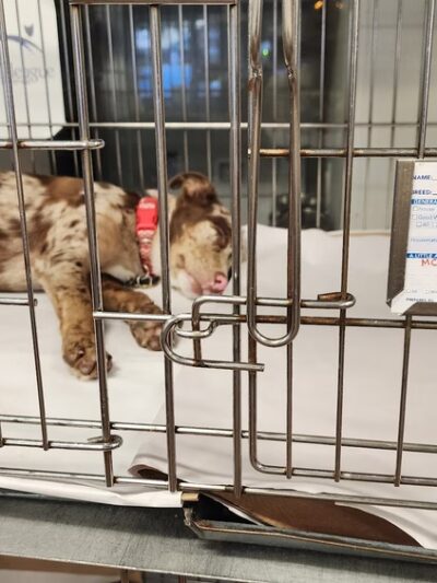North Shore Animal League America - Port Washington, NY