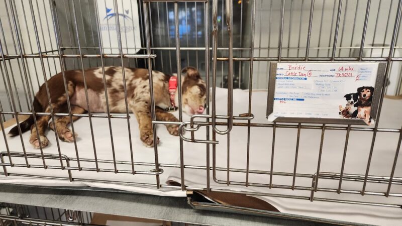 North Shore Animal League America - Port Washington, NY