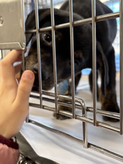 North Shore Animal League America - Port Washington, NY