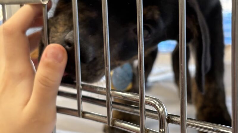 North Shore Animal League America - Port Washington, NY