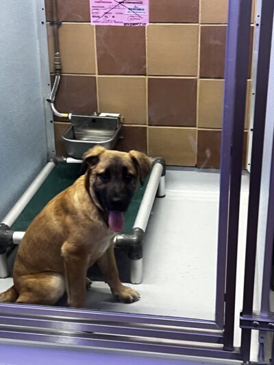 North Shore Animal League America - Port Washington, NY