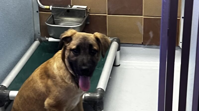 North Shore Animal League America - Port Washington, NY
