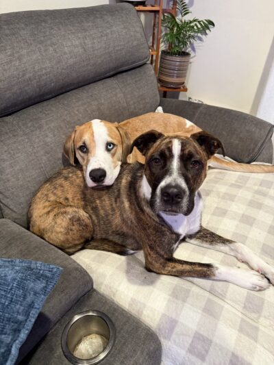 North Shore Animal League America - Port Washington, NY