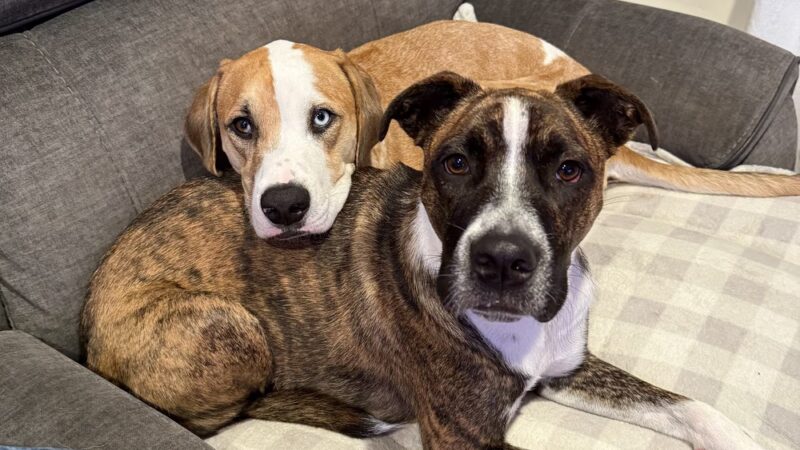 North Shore Animal League America - Port Washington, NY