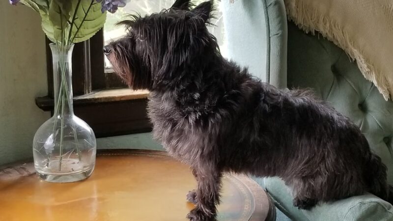 Port Washington Animal Hospital - Port Washington, NY