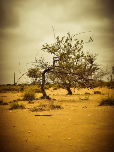 Portales Walking Trail - Portales, NM